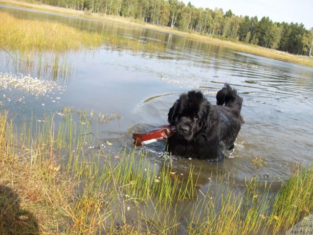 Фото: ньюфаундленд Yarada iz Sibirskoy Glubinki (Ярада из Сибирской Глубинки)