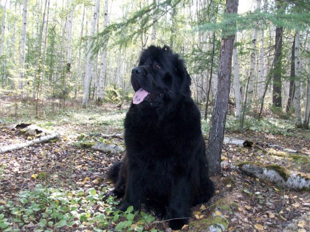 Фотография № 48296