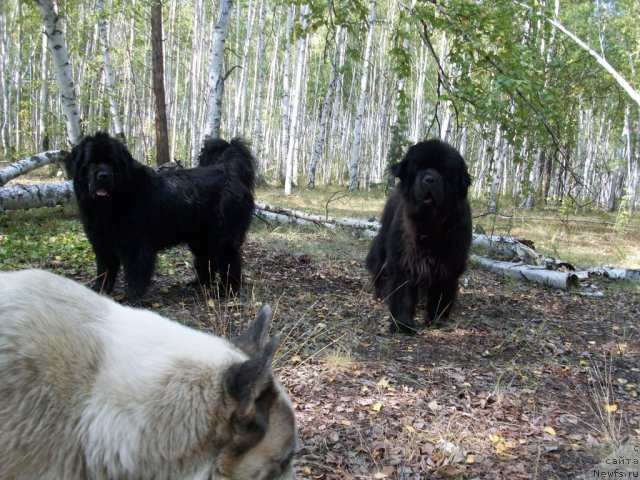 Фотография № 48297