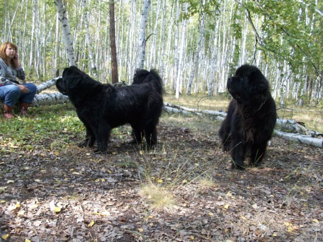 Фото: ньюфаундленд Yarada iz Sibirskoy Glubinki (Ярада из Сибирской Глубинки)