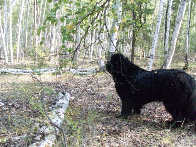 Фото: ньюфаундленд Yarada iz Sibirskoy Glubinki (Ярада из Сибирской Глубинки)
