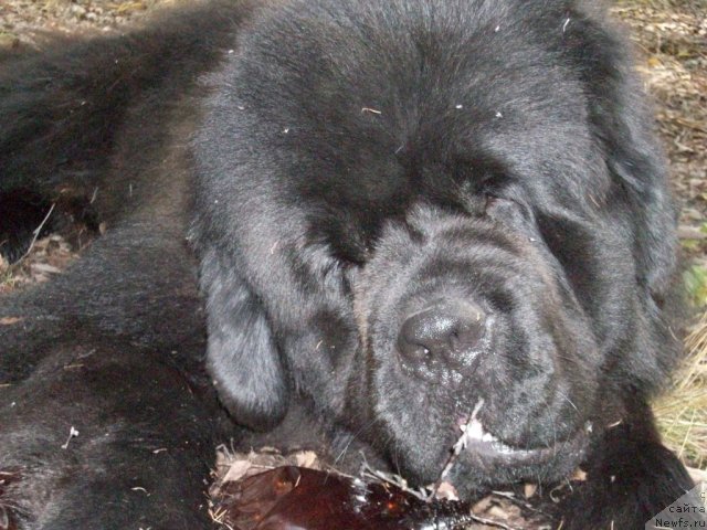 Фото: ньюфаундленд Karat iz Medvejyego Yara (Карат из Медвежьего Яра)