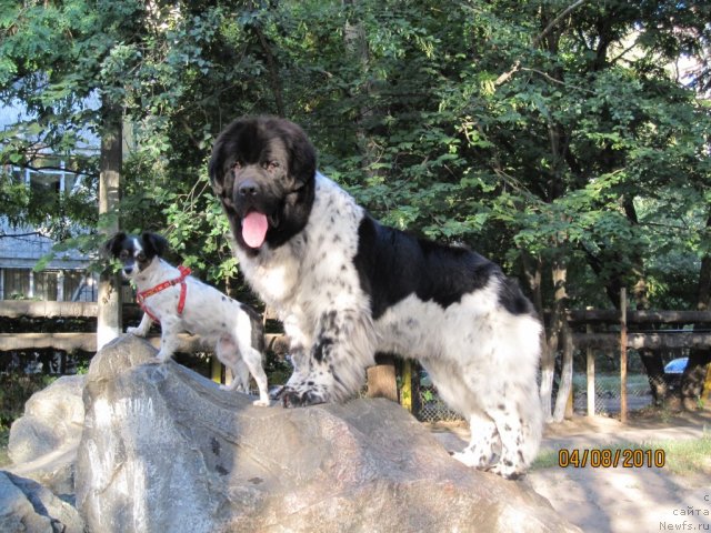 Фото: ньюфаундленд Plyushevaya Panda Stil'-Sankt-Peterburga (Плюшевая Панда Стиль-Санкт-Петербурга), малышка Сима