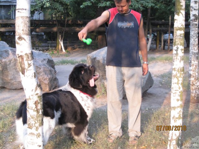 Фото: ньюфаундленд Plyushevaya Panda Stil'-Sankt-Peterburga (Плюшевая Панда Стиль-Санкт-Петербурга)