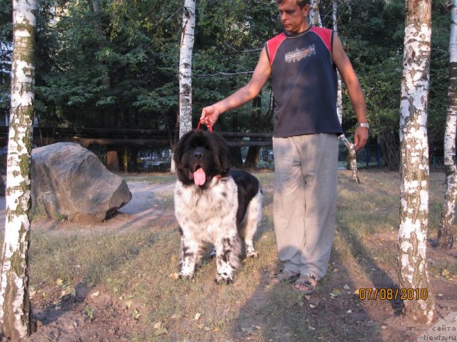 Фото: ньюфаундленд Plyushevaya Panda Stil'-Sankt-Peterburga (Плюшевая Панда Стиль-Санкт-Петербурга), папа Вадим