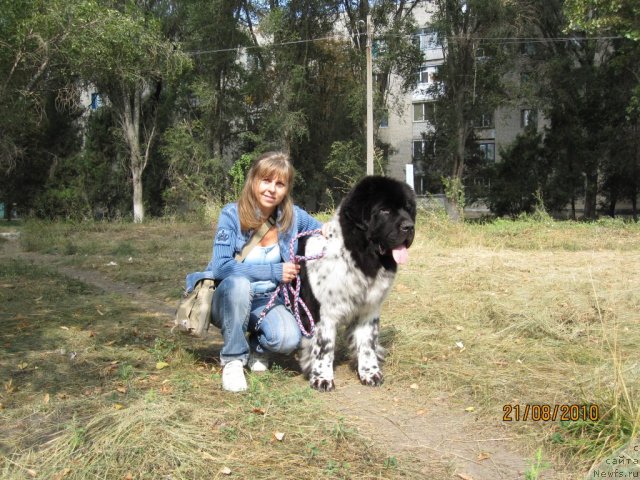 Фото: ньюфаундленд Plyushevaya Panda Stil'-Sankt-Peterburga (Плюшевая Панда Стиль-Санкт-Петербурга), Svetlana Moroz (Светлана Мороз)