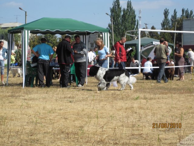 Фото: ньюфаундленд Plyushevaya Panda Stil'-Sankt-Peterburga (Плюшевая Панда Стиль-Санкт-Петербурга)