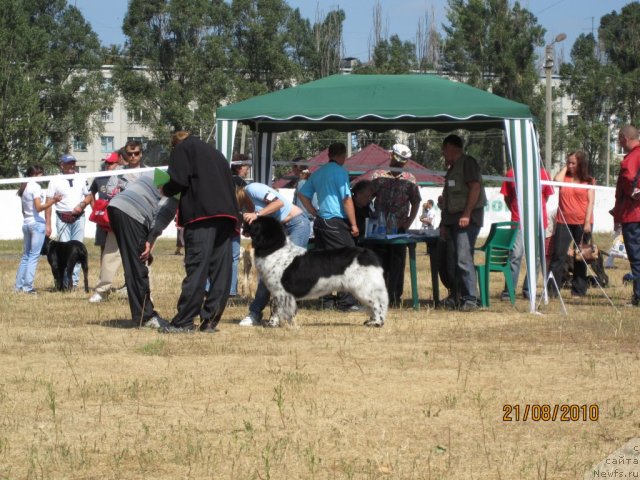 Фото: ньюфаундленд Plyushevaya Panda Stil'-Sankt-Peterburga (Плюшевая Панда Стиль-Санкт-Петербурга)