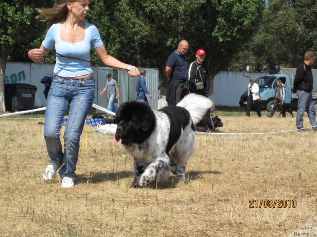 Фото: ньюфаундленд Plyushevaya Panda Stil'-Sankt-Peterburga (Плюшевая Панда Стиль-Санкт-Петербурга)