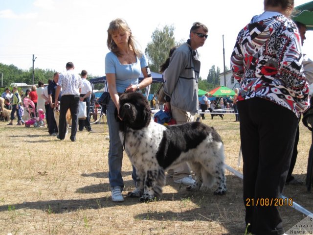 Фото: ньюфаундленд Plyushevaya Panda Stil'-Sankt-Peterburga (Плюшевая Панда Стиль-Санкт-Петербурга), Svetlana Moroz (Светлана Мороз)