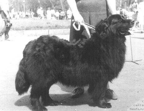 Фото: ньюфаундленд Ul'fa Ulli (Ульфа Улли)