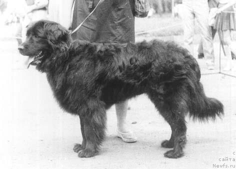 Фото: ньюфаундленд Panna Delsi Amar (Панна Делси Амар)