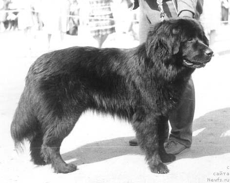 Фото: ньюфаундленд Rona Jul' (Рона Жуль)