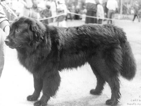 Фото: ньюфаундленд Ardjars Aldart (Арджарс Алдарт)