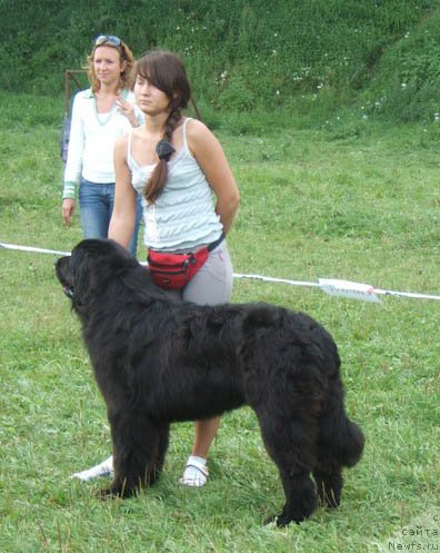 Фото: ньюфаундленд Ochen' Vajnaya Persona (Очень Важная Персона)