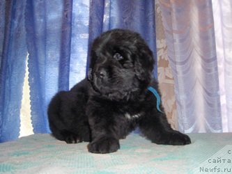 Фото: Ньюфорт Настоящий Мачо, щенок от, ньюфаундленд Feliciya (Фелиция)
