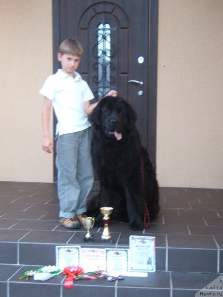 Фото: ньюфаундленд Ochen' Vajnaya Persona (Очень Важная Персона)