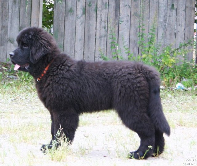 Фотография № 48346