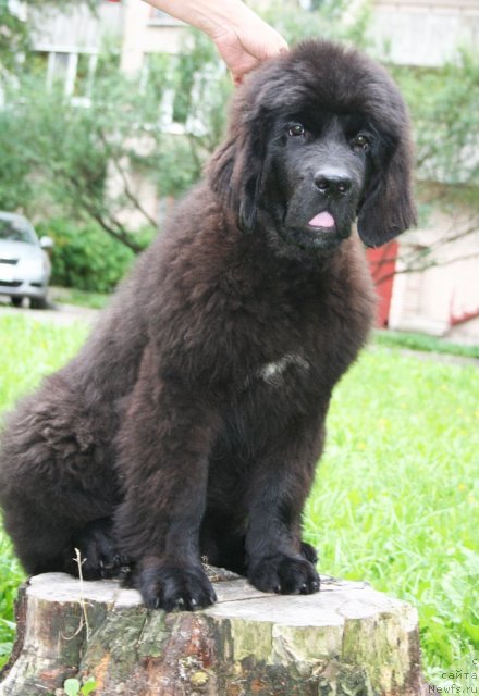 Фотография № 48349