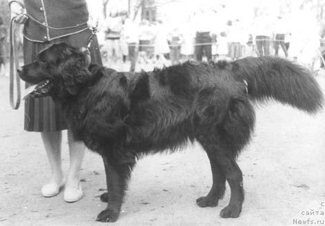 Фото: ньюфаундленд Nel'si Hivi (Нельси Хиви)