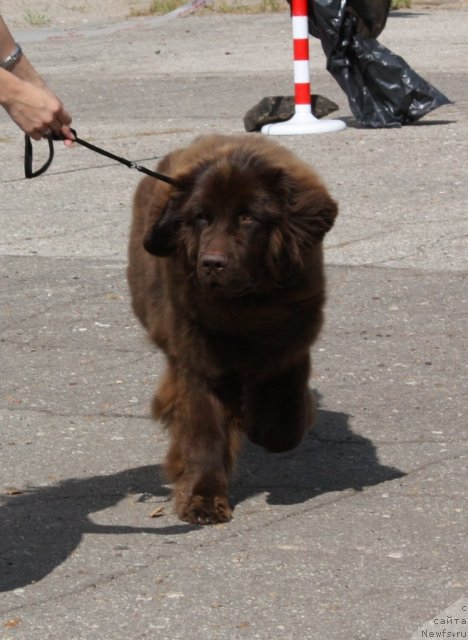 Фото: ньюфаундленд Chernyi Sharm Angel'skaya Krasota (Черный Шарм Ангельская Красота)