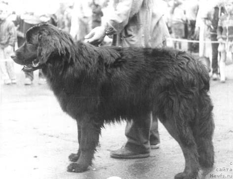 Фото: ньюфаундленд Pluton Jyuvil' (Плутон Жювиль)