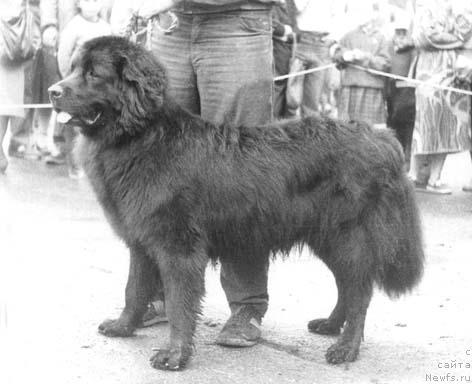 Фото: ньюфаундленд Nays Hivi (Найс Хиви)