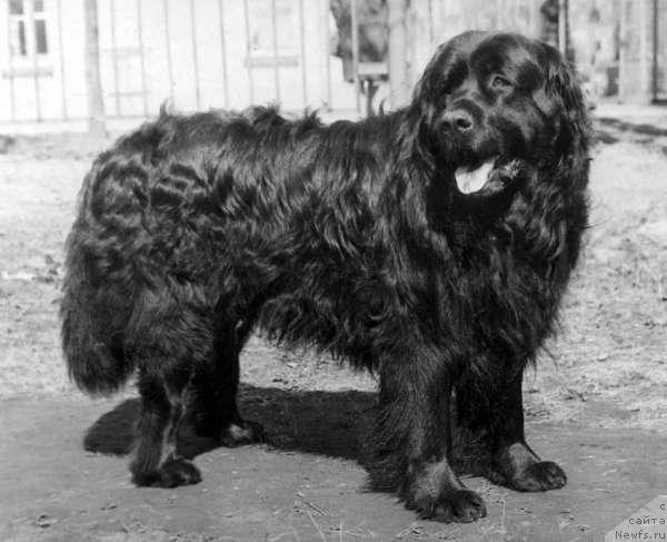 Фото: ньюфаундленд Black vom Gottleubatal (Блэк ф.Готтлейбаталь)