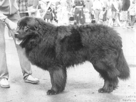 Фото: ньюфаундленд Olden SHeykar (Олден Шейкар)