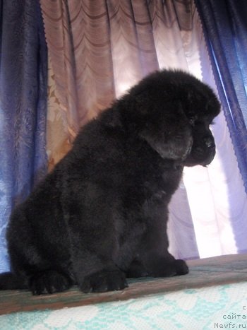 Фото: ньюфаундленд Anyuta Viola Ayz dlya N'yufort (Анюта Виола Айз для Ньюфорт)