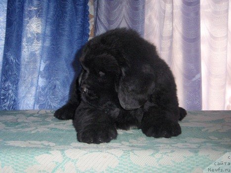 Фото: ньюфаундленд Anyuta Viola Ayz dlya N'yufort (Анюта Виола Айз для Ньюфорт)