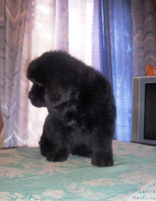 Фото: ньюфаундленд Anyuta Viola Ayz dlya N'yufort (Анюта Виола Айз для Ньюфорт)