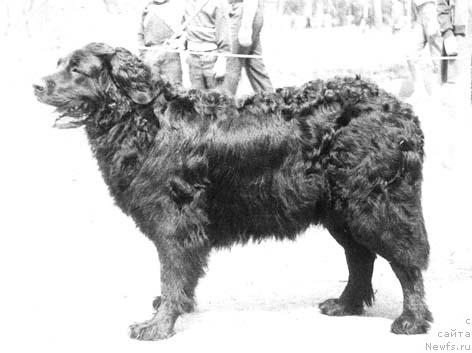 Фото: ньюфаундленд Hloya Tin (Хлоя Тин)