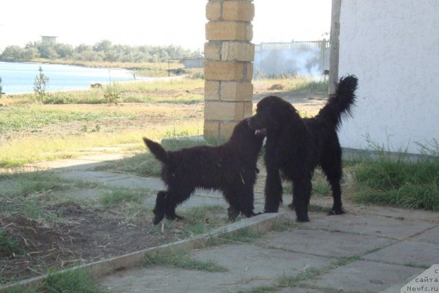Фото: ньюфаундленд Beguschaya po Volnam Hasta la Vista (Бегущая по Волнам Хаста ла Виста), ньюфаундленд Beguschaya po Volnam Regatta Katti Sark (Бегущая по Волнам Регатта Катти Сарк)