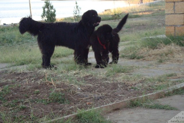 Фото: ньюфаундленд Beguschaya po Volnam Hasta la Vista (Бегущая по Волнам Хаста ла Виста), ньюфаундленд Beguschaya po Volnam Regatta Katti Sark (Бегущая по Волнам Регатта Катти Сарк)