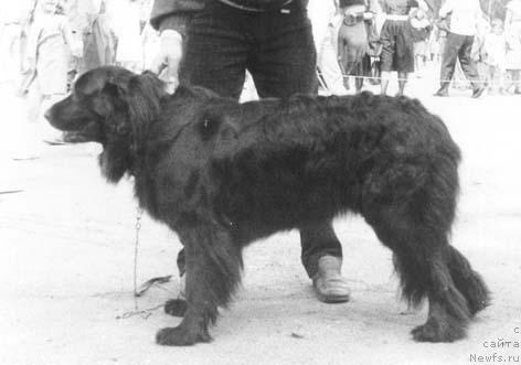 Фото: ньюфаундленд SHeklton Vug (Шеклтон Вуг)