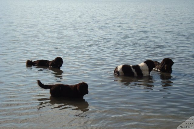Фото: ньюфаундленд Beguschaya po Volnam Hasta la Vista (Бегущая по Волнам Хаста ла Виста), ньюфаундленд Beguschaya po Volnam Regatta Katti Sark (Бегущая по Волнам Регатта Катти Сарк), ньюфаундленд Marshal Sharm of Bon Pari (Маршал Шарм оф Бон Пари)