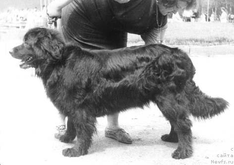 Фото: ньюфаундленд Djeri (Джери)