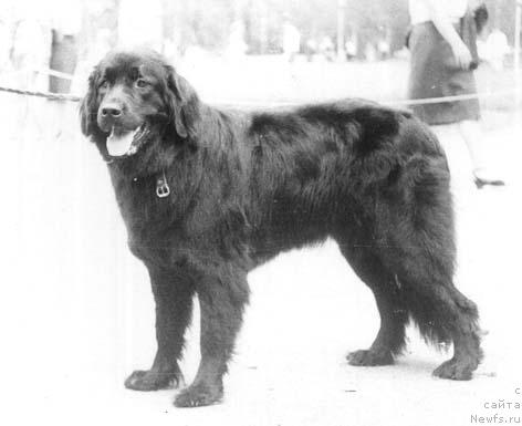 Фото: ньюфаундленд Melissa Vistar (Мелисса Вистар)