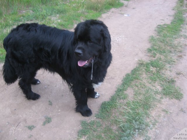 Фото: ньюфаундленд Mag Ispolin Il'ya Muromec (Маг Исполин Илья Муромец)