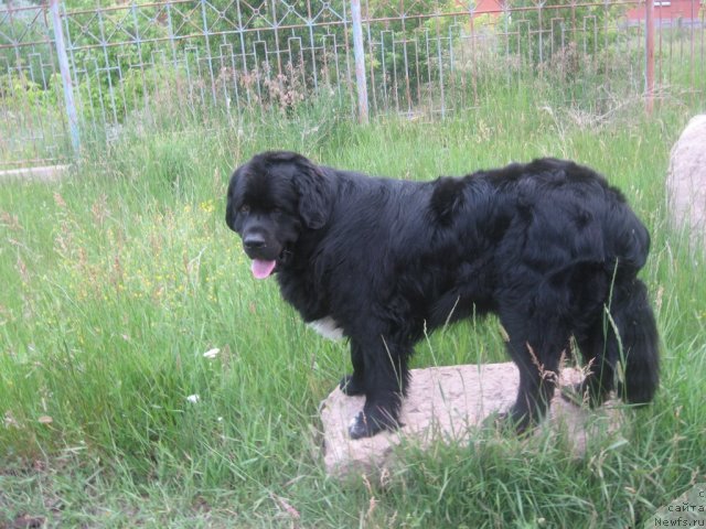 Фото: ньюфаундленд Mag Ispolin Il'ya Muromec (Маг Исполин Илья Муромец)