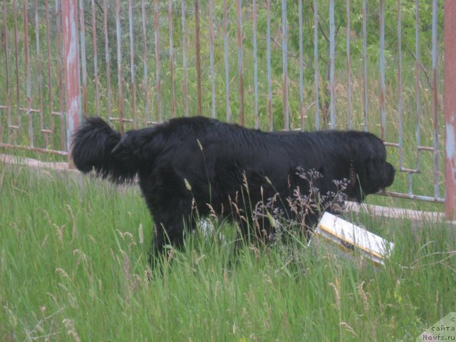 Фото: ньюфаундленд Mag Ispolin Il'ya Muromec (Маг Исполин Илья Муромец)