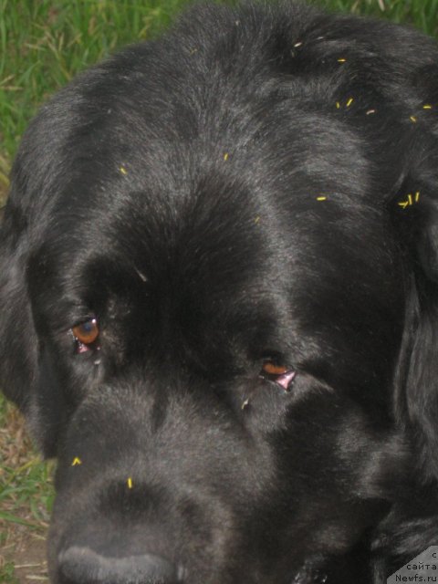 Фото: ньюфаундленд Mag Ispolin Il'ya Muromec (Маг Исполин Илья Муромец)