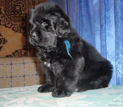 Фото: щенок, ньюфаундленд Feliciya (Фелиция)