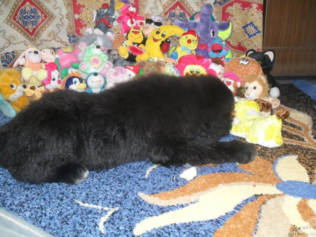 Фото: ньюфаундленд Pitern'yuf CHa-CHa-CHa (Питерньюф Ча-Ча-Ча)