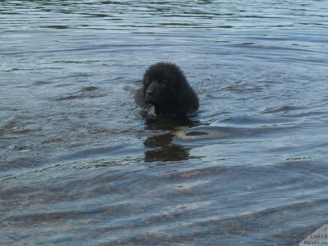 Фото: Sandra Tarvidaite (Сандра Тарвидаите), ньюфаундленд Pitern'yuf CHa-CHa-CHa (Питерньюф Ча-Ча-Ча)
