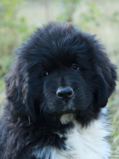 Фото: ньюфаундленд Ikona Stilya (Икона Стиля)