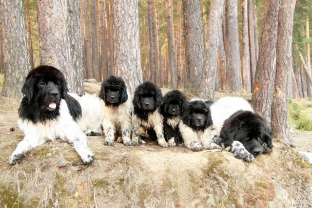 Фото: ньюфаундленд Plyushevaya Panda La Bella (Плюшевая Панда Ла Белла), ньюфаундленд Akvian Song Zest Beautiful (Аквиан Сонг Зест Бьютифул), ньюфаундленд Akvian Song Zes Trib'yut tu Feshen (Аквиан Сонг Зес Трибьют ту Фешен), Икона Стиля, ньюфаундленд Akvian Song Zippi Panda (Аквиан Сонг Зиппи Панда), ньюфаундленд Super Bizon Argo (Супер Бизон Арго)