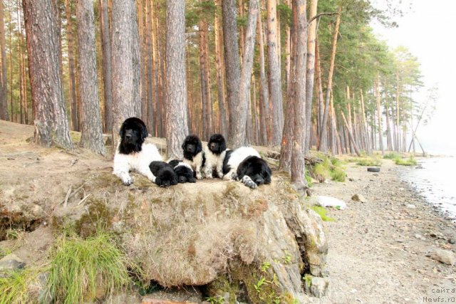 Фото: ньюфаундленд Plyushevaya Panda La Bella (Плюшевая Панда Ла Белла), ньюфаундленд Akvian Song Zest Beautiful (Аквиан Сонг Зест Бьютифул), ньюфаундленд Akvian Song Zes Trib'yut tu Feshen (Аквиан Сонг Зес Трибьют ту Фешен), Икона Стиля, ньюфаундленд Akvian Song Zippi Panda (Аквиан Сонг Зиппи Панда), ньюфаундленд Super Bizon Argo (Супер Бизон Арго)