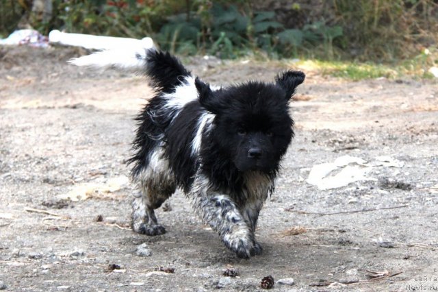 Фото: ньюфаундленд Akvian Song Zes Trib'yut tu Feshen (Аквиан Сонг Зес Трибьют ту Фешен)
